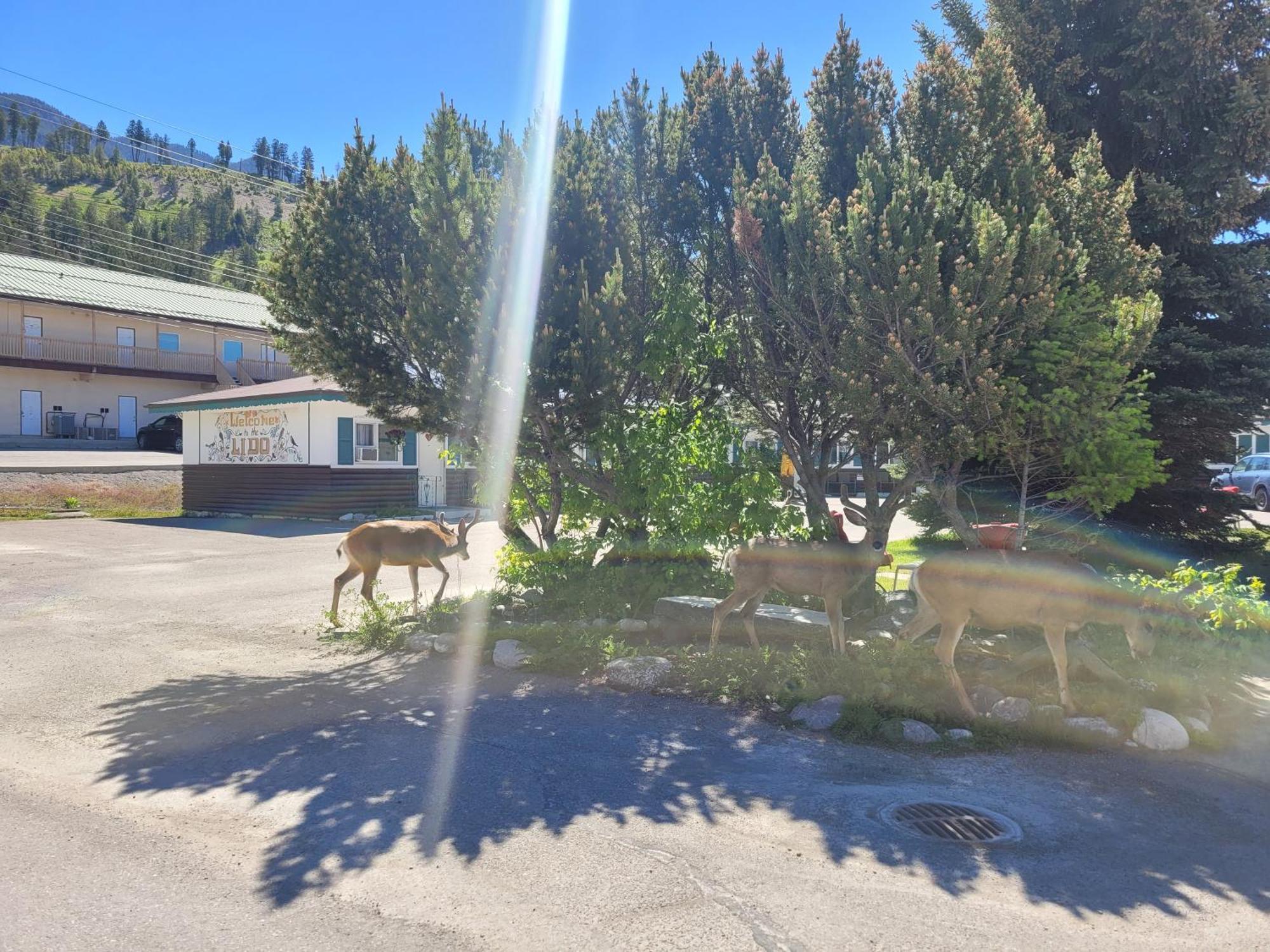 Lido Motel Radium Hot Springs Εξωτερικό φωτογραφία